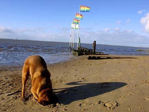 Dangastermoor Ferienhaus Cordes, Fewo Vermittlung Nordsee מראה חיצוני תמונה